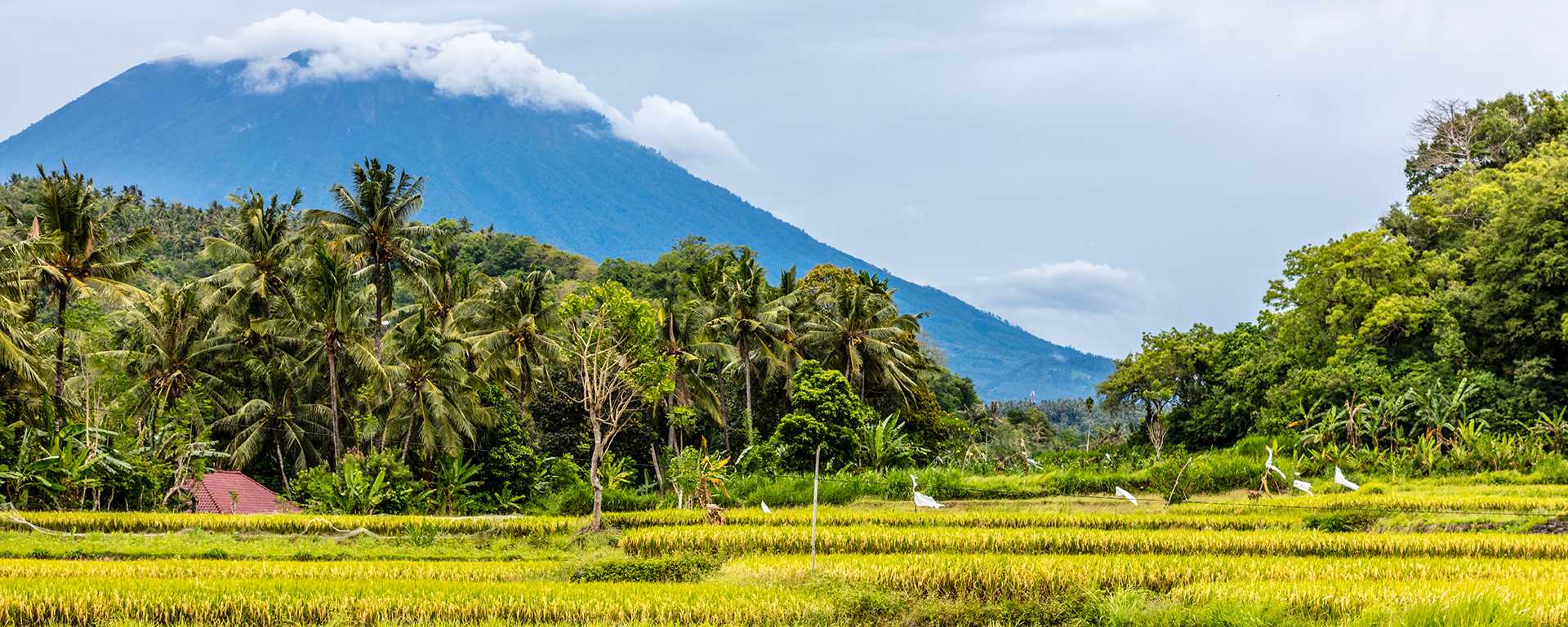 Bali Mount Agung with rice field