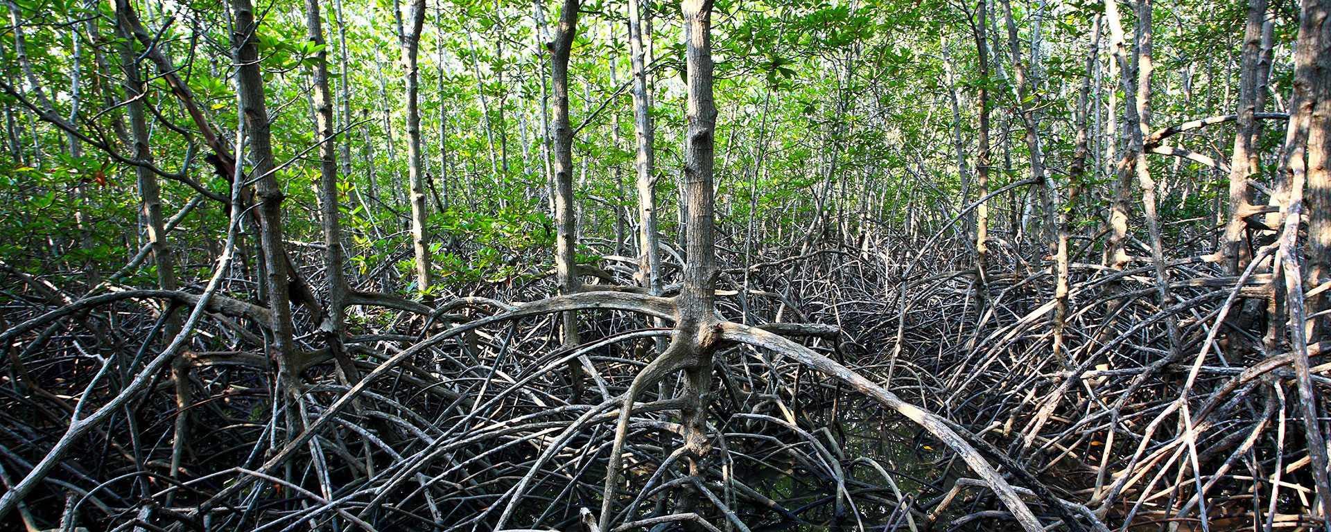 Mangroves-1920×768-600kb
