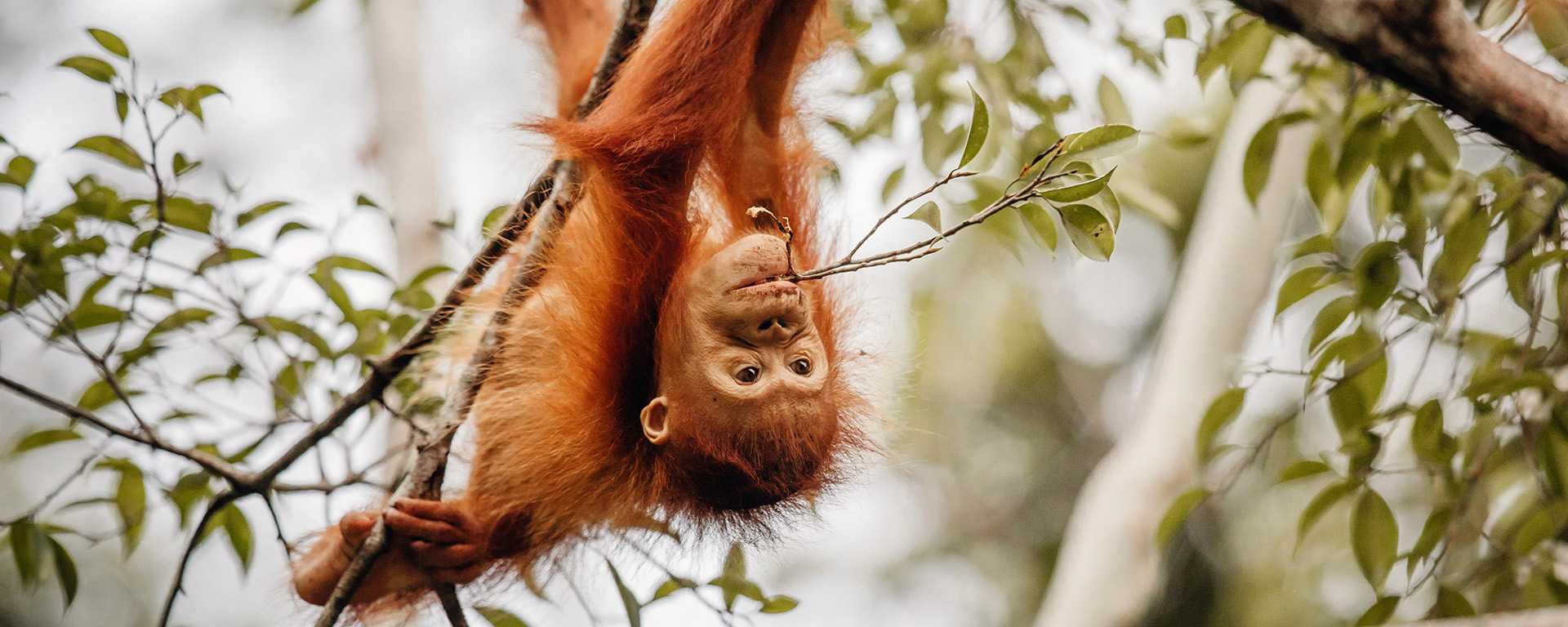 Orang-Utan-1920×768-Header