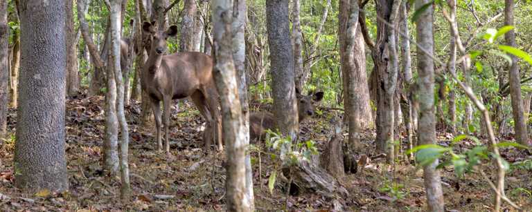 Trekking im Indischen Periyar Nationalpark