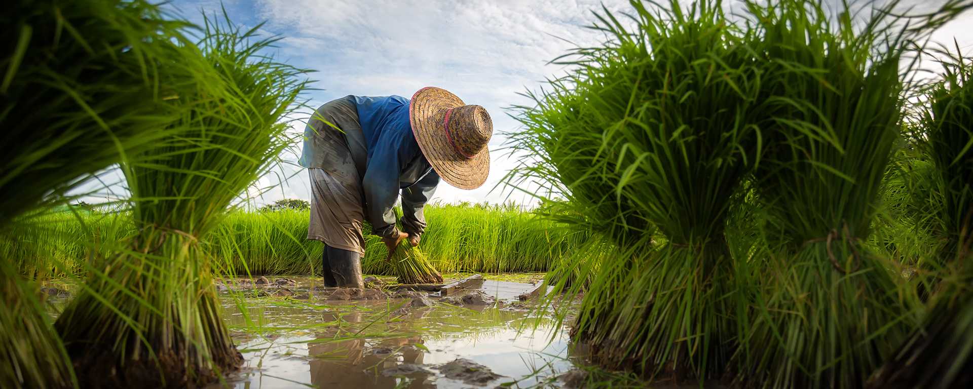 Rice-Farmer-1920×768-660kb