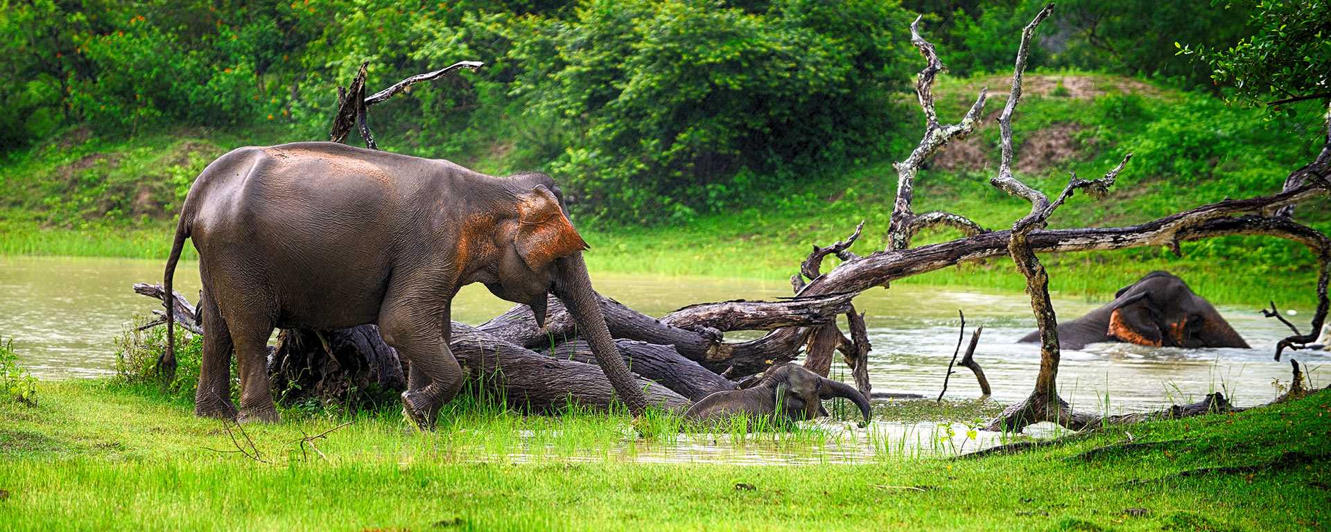 Sri-Lanka-Wildlife-Elephants