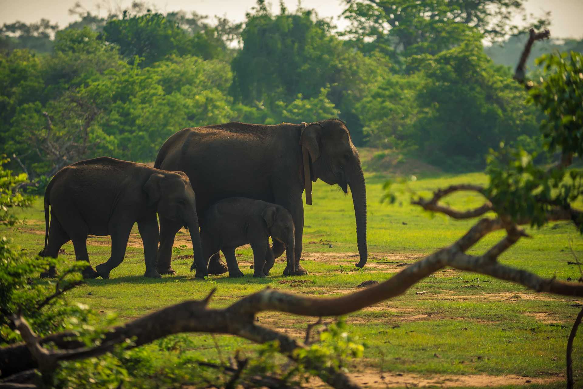 Sri Lanka-Yala-Yala National Park Family of wild Elephants-104051-min